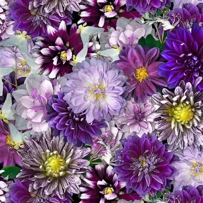sfbayquilts20260710110107608728
